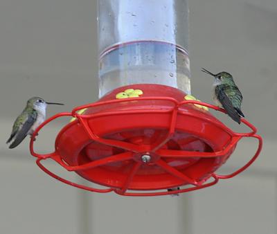 Calliope Hummingbirds
