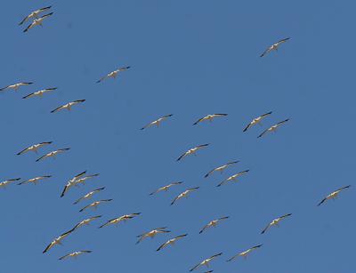 1.American White Pelicans in flight from behind