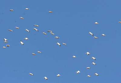 2.American White Pelicans in flight looking down upon them