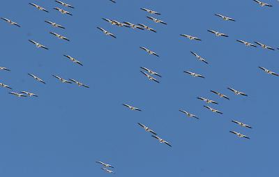 3.American White Pelicans in flight from the front
