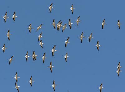 4.American White Pelicans in flight from below