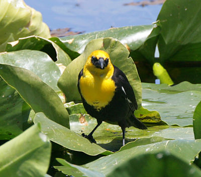 Yellow-headed Blackbird,male