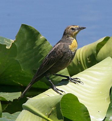 Yellow-headed Blackbird,female