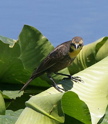 Yellow-headed Blackbird,female