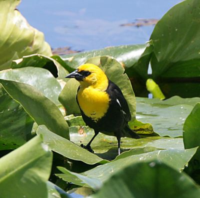 Yellow-headed Blackbird,male