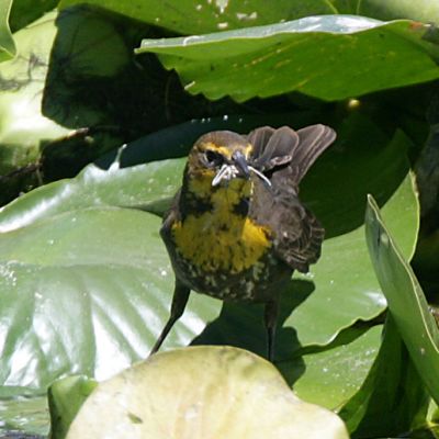 Yellow-headed Blackbird,female with nesting material