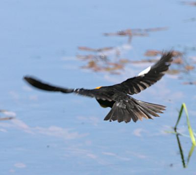 Yellow-headed Blackbird,male in flight
