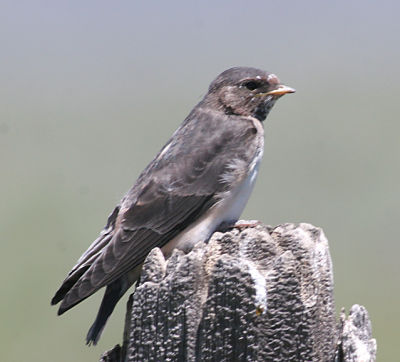 Northern Rough-winged Swallow