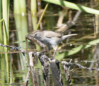 Marsh Wren,nest building