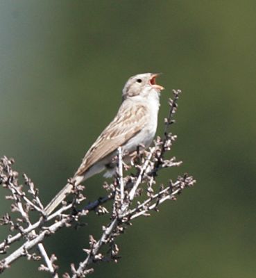 Vesper Sparrow