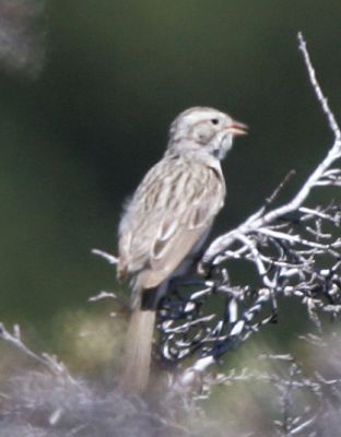 Vesper Sparrow