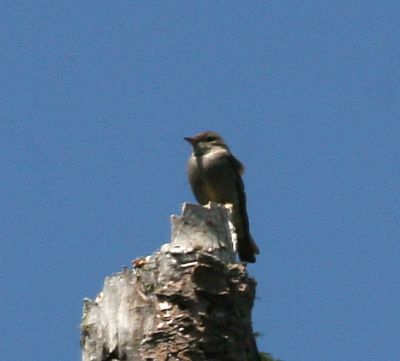 Western Wood Peewee