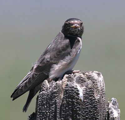 Northern Rough winged Swallow