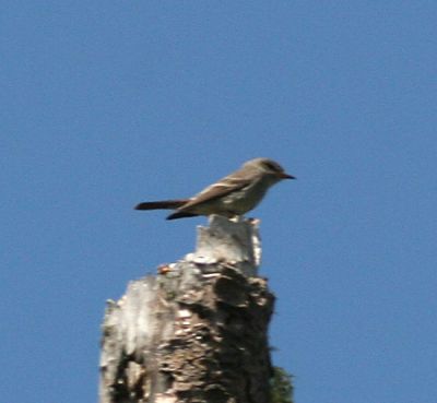 Western Wood Peewee