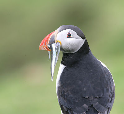 Atlantic Puffin bringing home the Sand eels