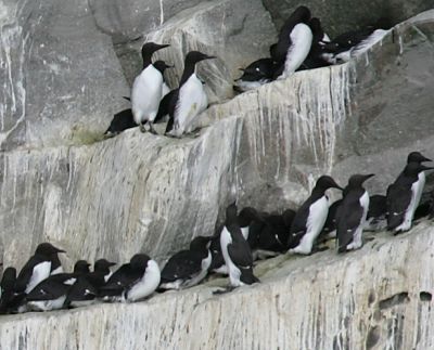 Common Murres gathered for nesting