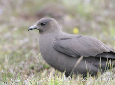 Parasitic Jaeger