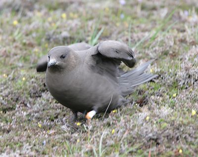 Parasitic Jaeger going into the broken wing display