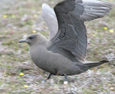 Parasitic Jaeger