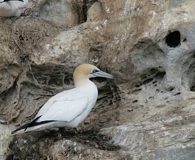 Gannets