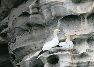 Northern Gannets in display