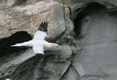 Northern Gannet in flight