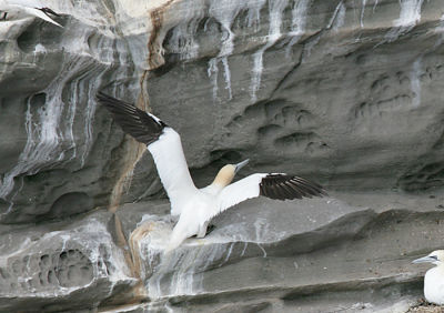 Northern Gannet in flight