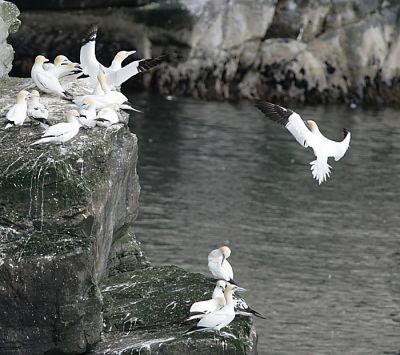 Northern Gannets