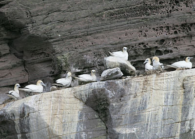 Northern Gannets on the nests