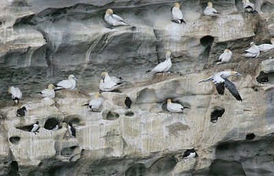 Northern Gannets and Common Murres