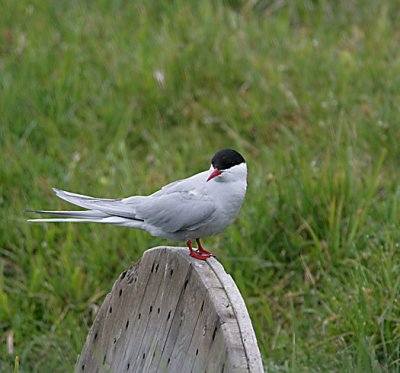 Arctic Tern