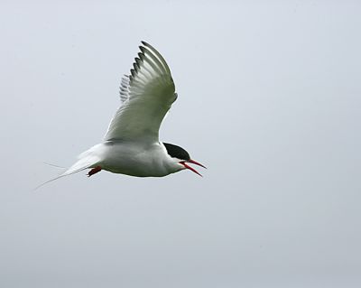 Arctic Tern