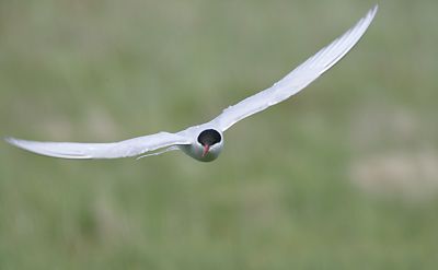 Arctic Tern