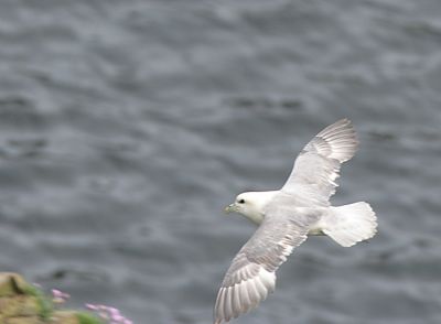 Northern Fulmar in flight