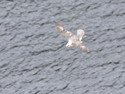 Northern Fulmar in flight