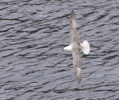 Northern Fulmar in flight