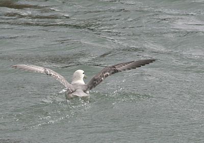 Northern Fulmar taking off