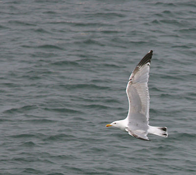 Herring gull in flight