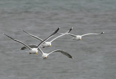 Herring gulls in flight