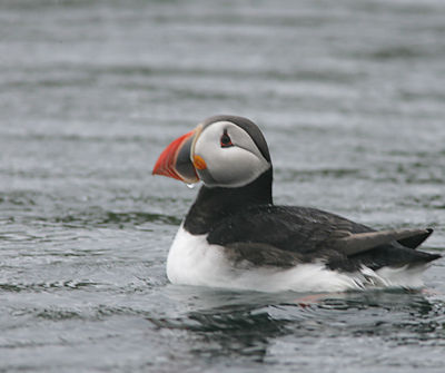 Atlantic Puffin in the water