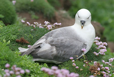 Northern Fulmar