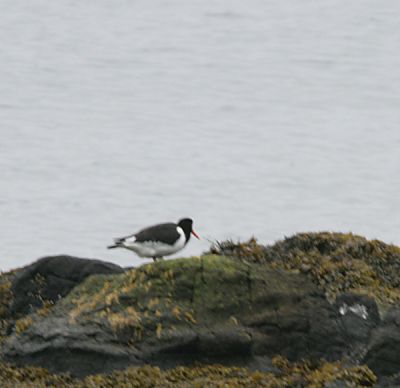 Eurasian Oystercatcher