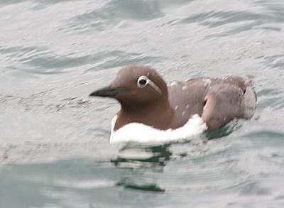 Common Murre,bridled form