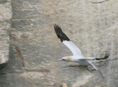 Northern Gannet in flight