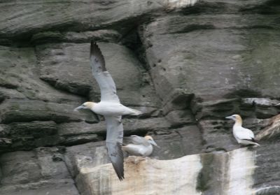 Northern Gannets