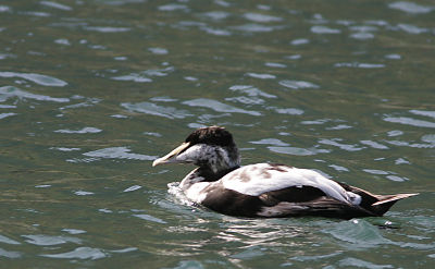 Common Eider,male