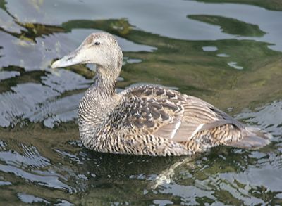 Common Eider,female