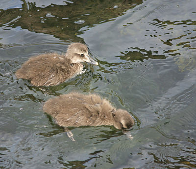 Common Eider chicks train to find food