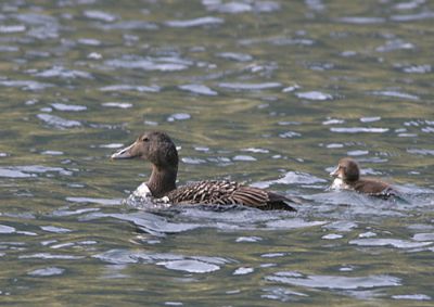Common Eider,mom and chick