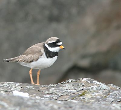 Common Ringed Plover.male